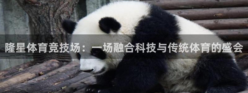 球新体育：隆星体育竞技场：一场融合科技与传统体育的盛会